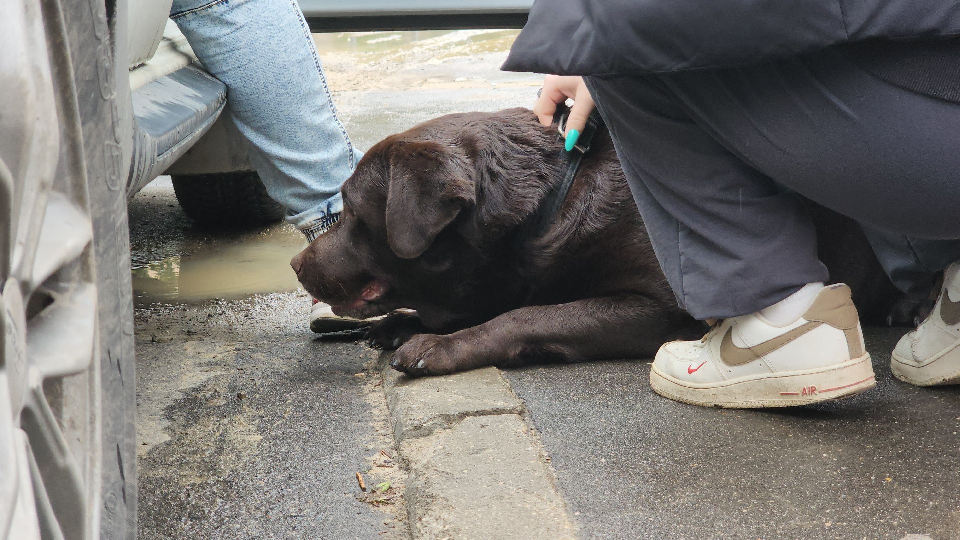 ступино, ветеринария, медицина, чипирование,