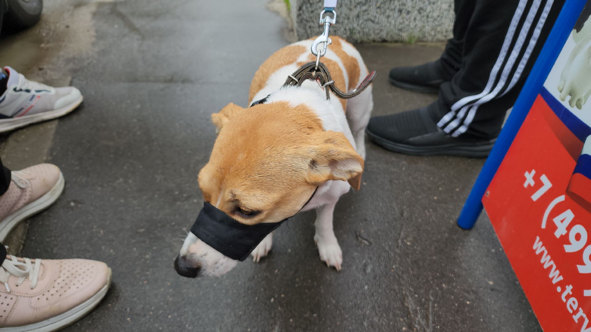 ступино, ветеринария, медицина, чипирование,