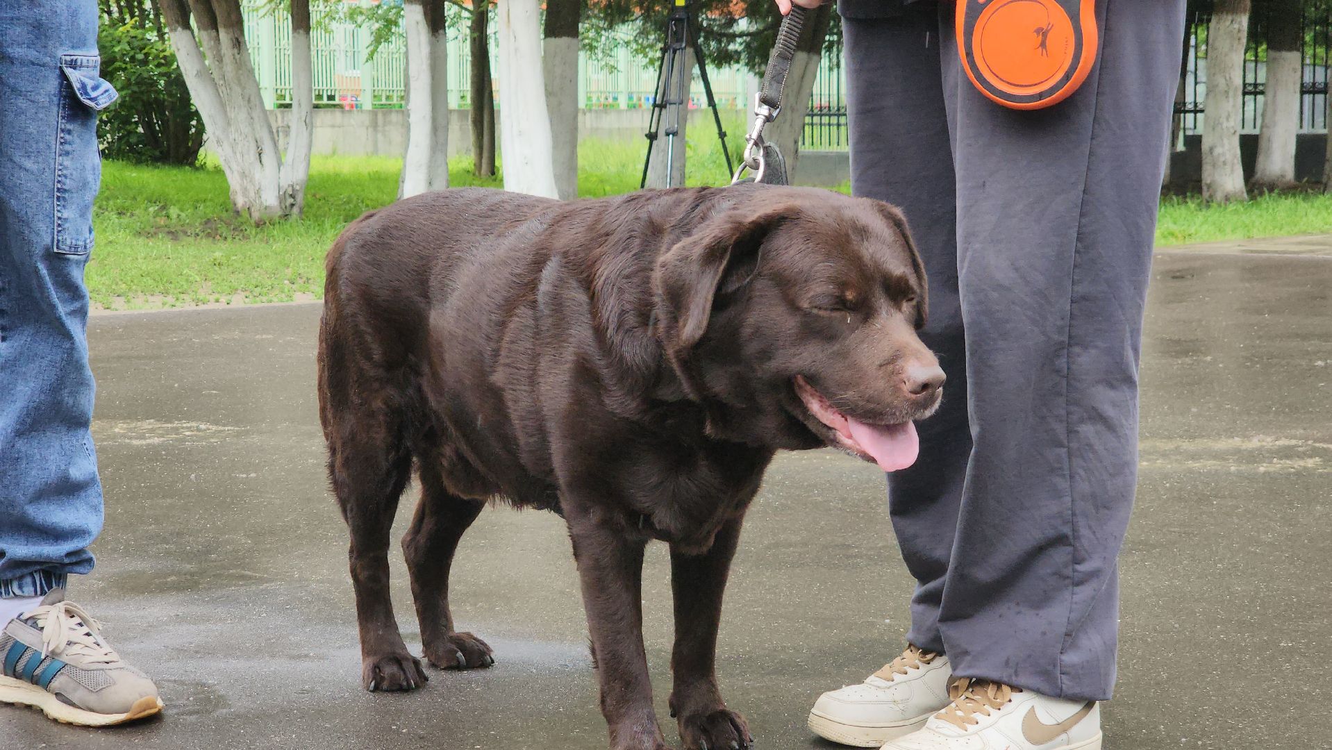 ступино, ветеринария, медицина, чипирование,