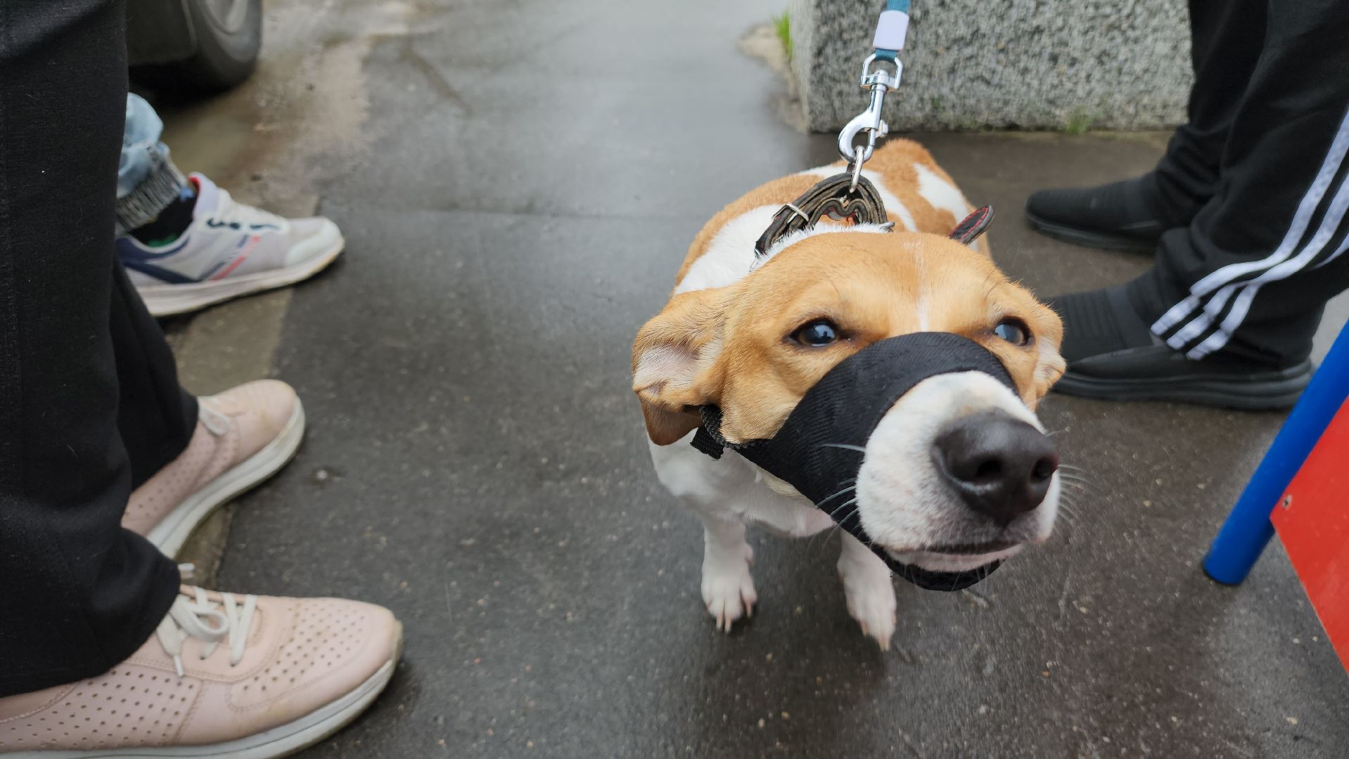 ступино, ветеринария, медицина, чипирование,