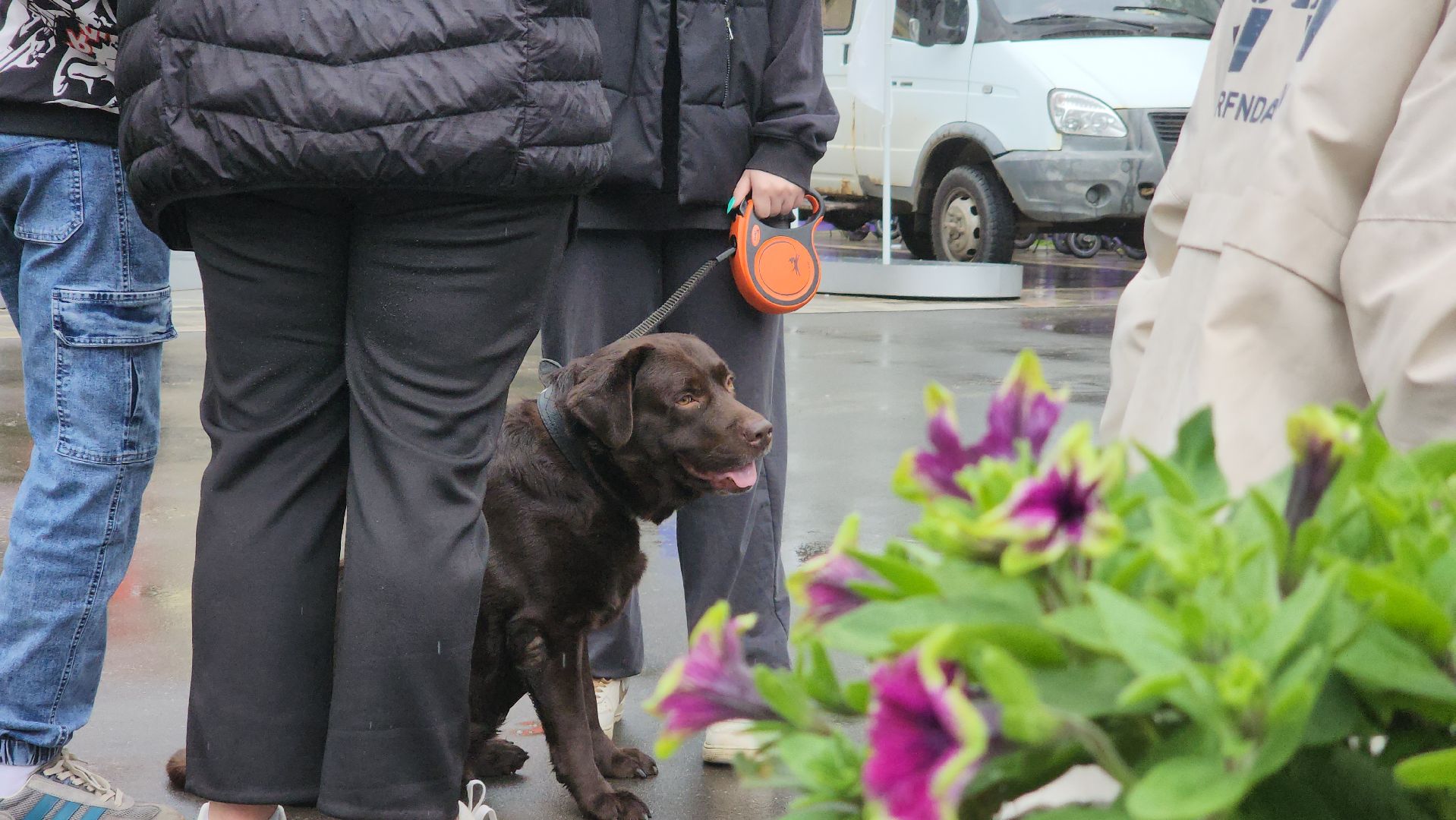 ступино, ветеринария, медицина, чипирование,