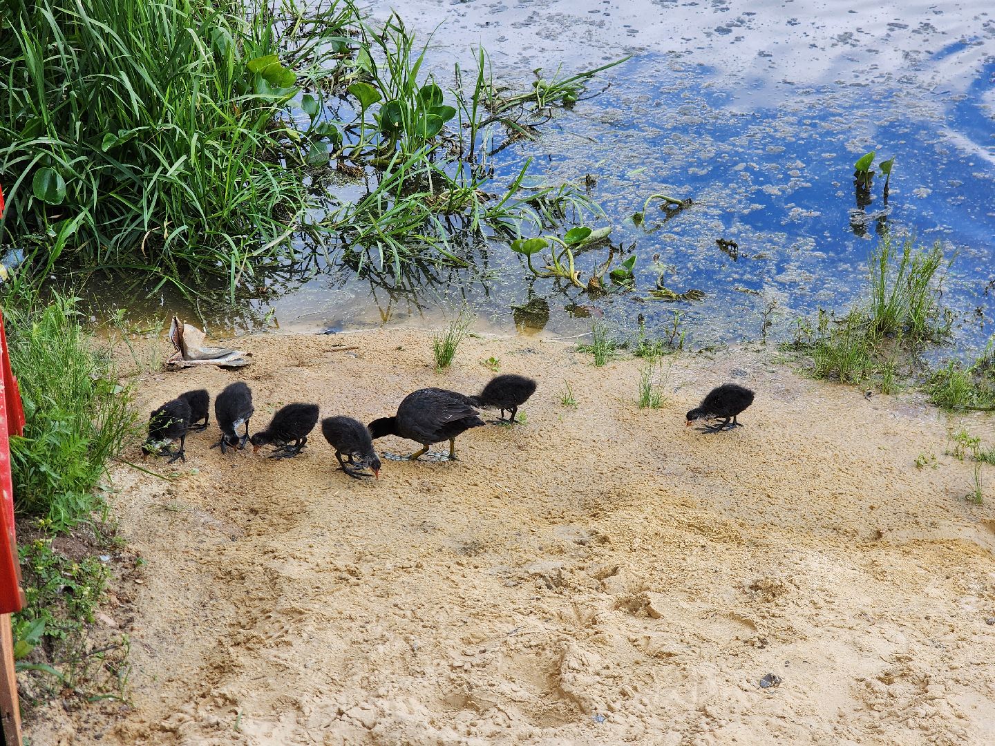 городской парк ивантеевки, благоуствойство, мнение жителей,