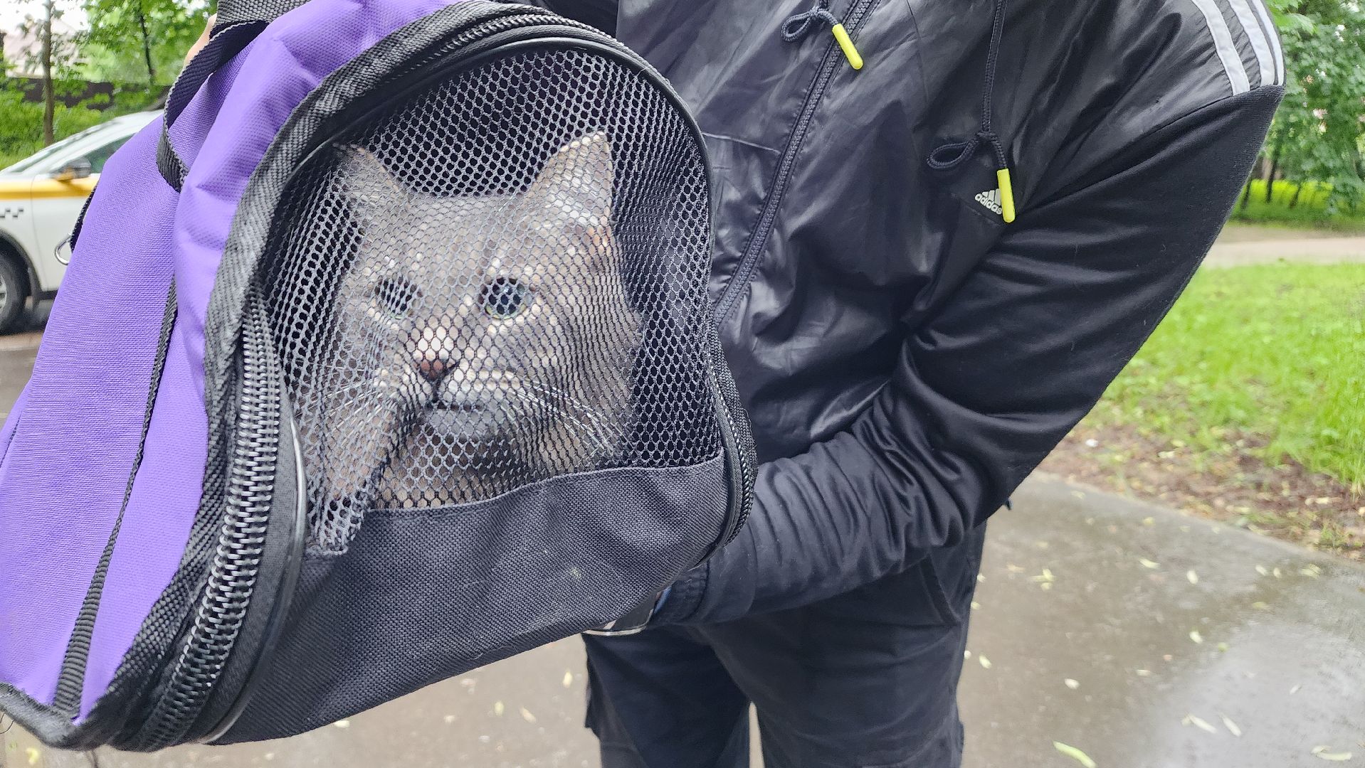 ветеринарная служба, животные, вакцинация животных, чипирование собак, лосино-петровский,