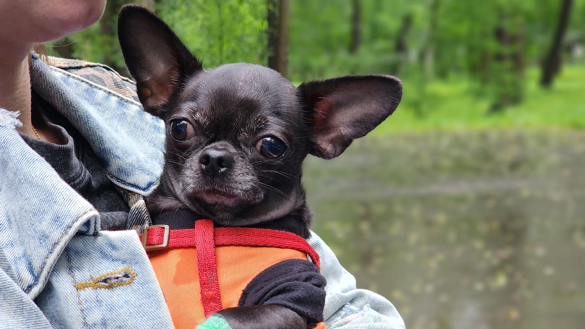 ветеринарная служба, животные, вакцинация животных, чипирование собак, лосино-петровский,
