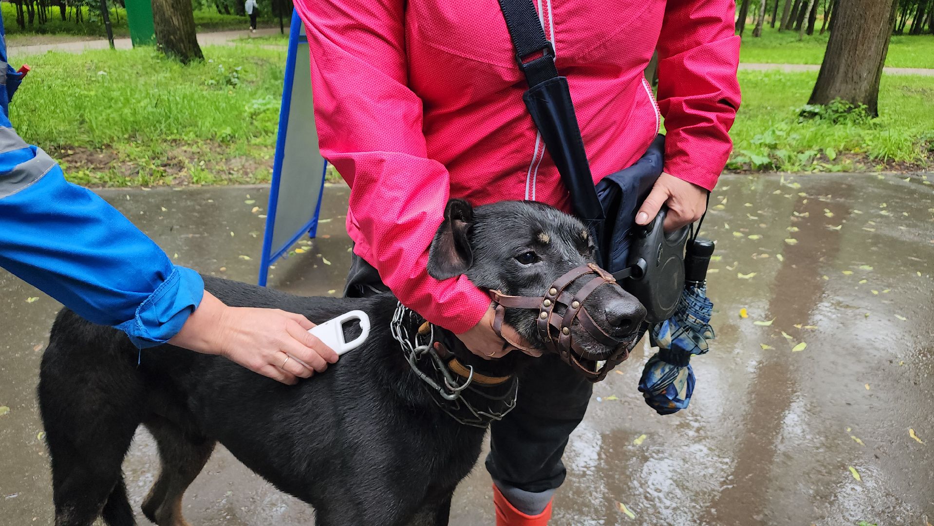 ветеринарная служба, животные, вакцинация животных, чипирование собак, лосино-петровский,