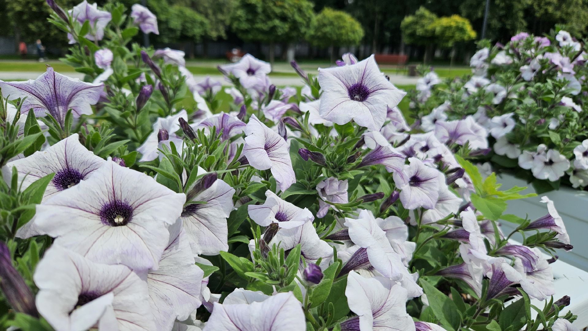 цветы, озеленение, жуковский, вечный огонь,