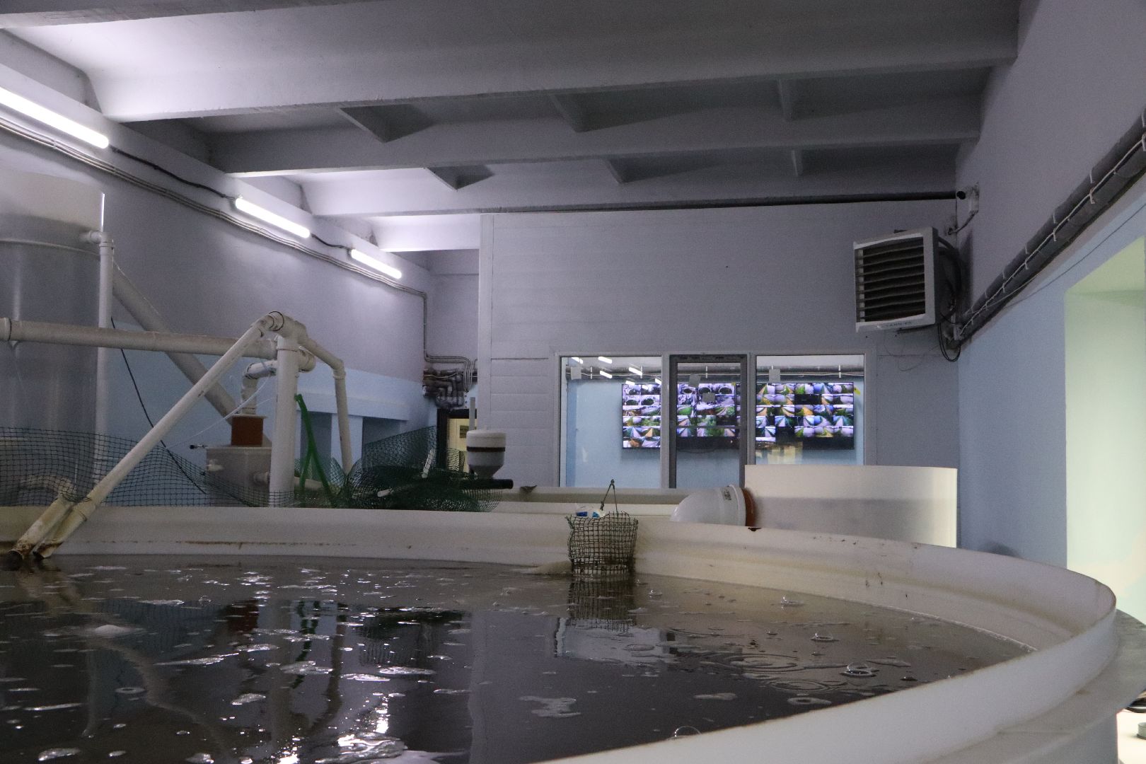 серебряные пруды, осетровая ферма, голдфиш,