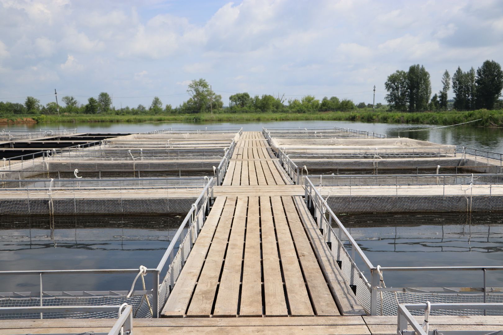 серебряные пруды, осетровая ферма, голдфиш,