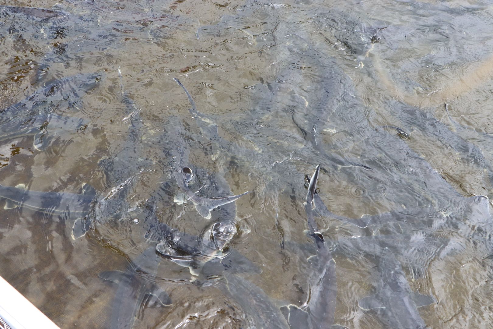 серебряные пруды, осетровая ферма, голдфиш,