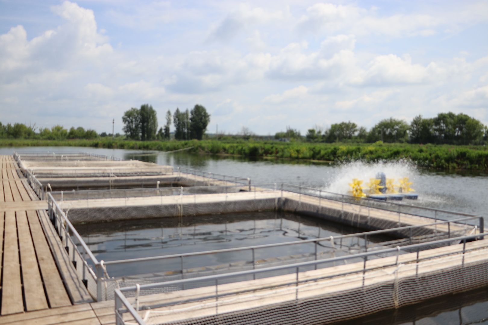 серебряные пруды, осетровая ферма, голдфиш,