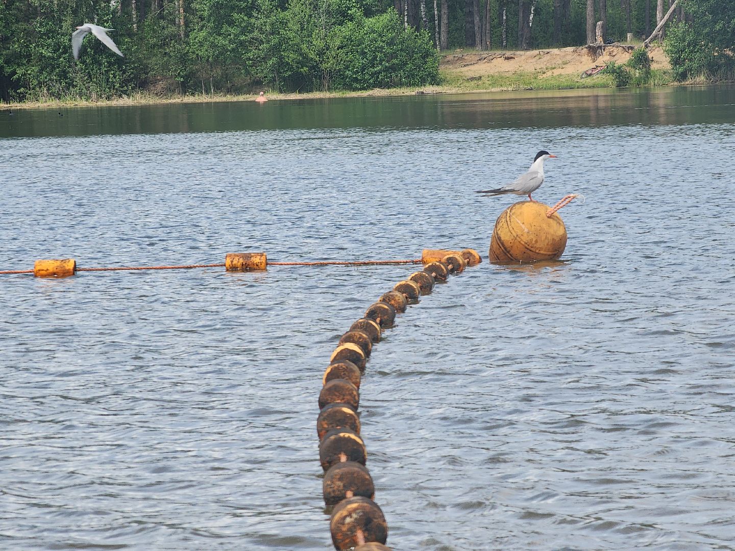 очистка озер, орехово-зуевский округ,сто прудов и озер,