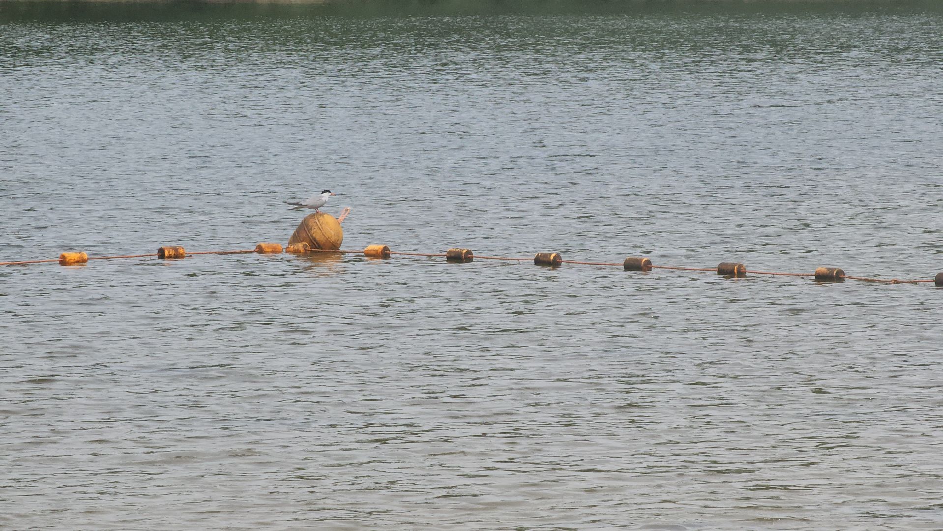 очистка озер, орехово-зуевский округ,сто прудов и озер,