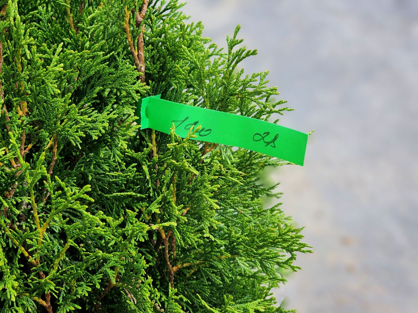 дубна, центр дружба, благоустройство,