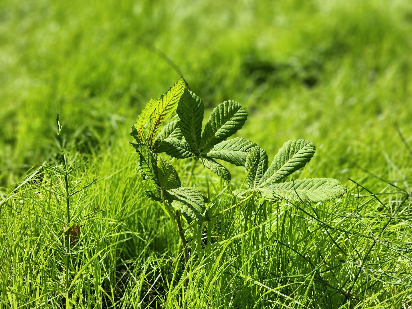 дубна, центр дружба, благоустройство,