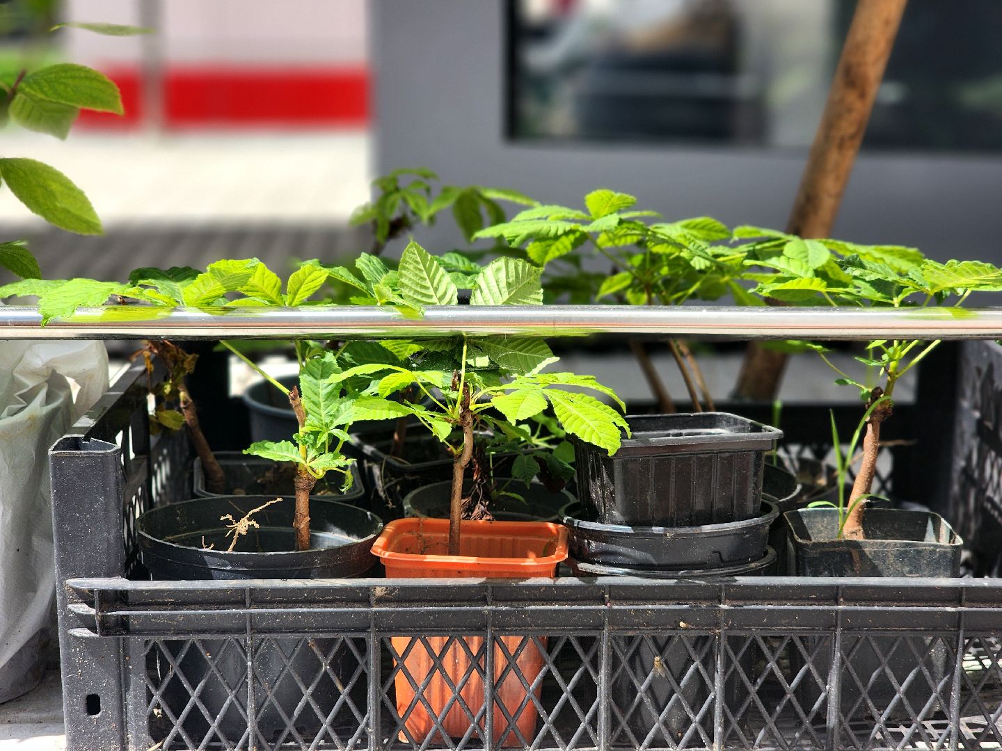 дубна, центр дружба, благоустройство,