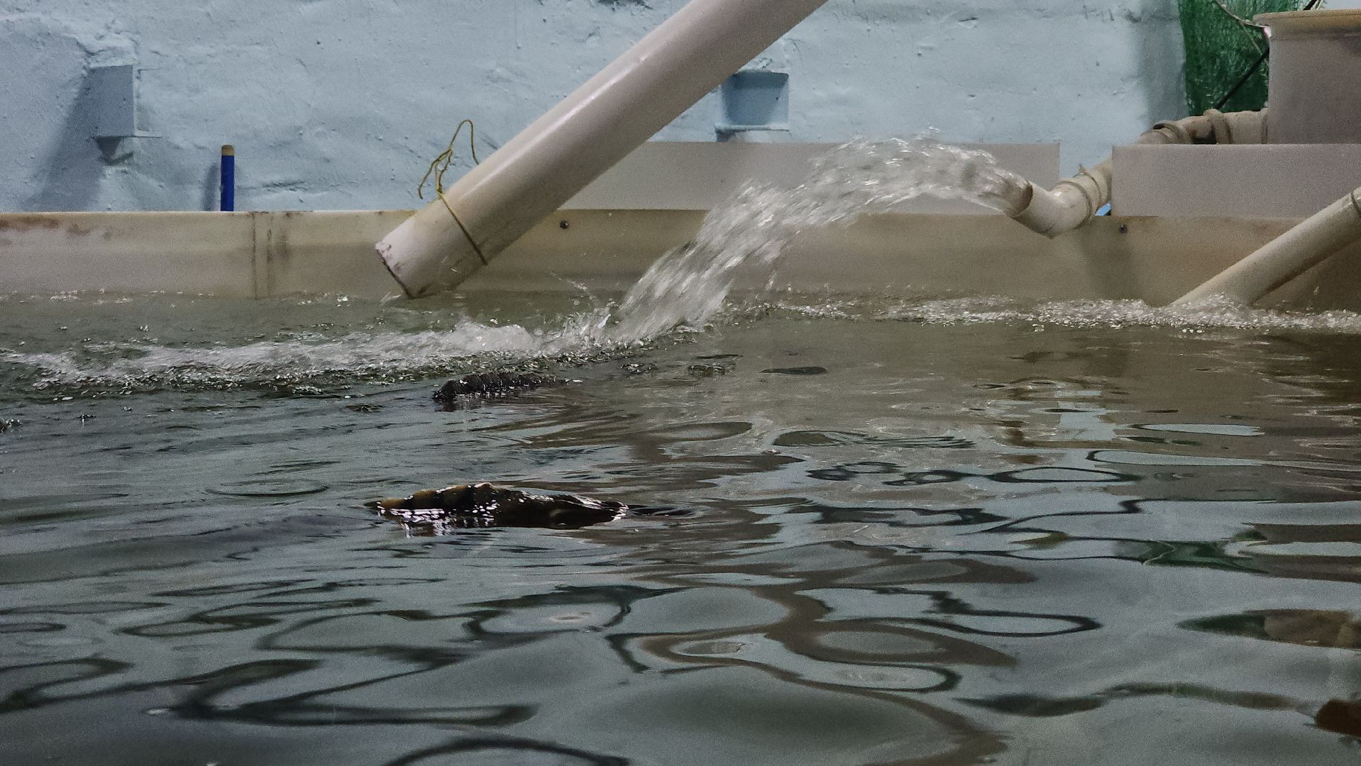 Зарайск, Город на Осетре, Осетровая ферма,осетр,