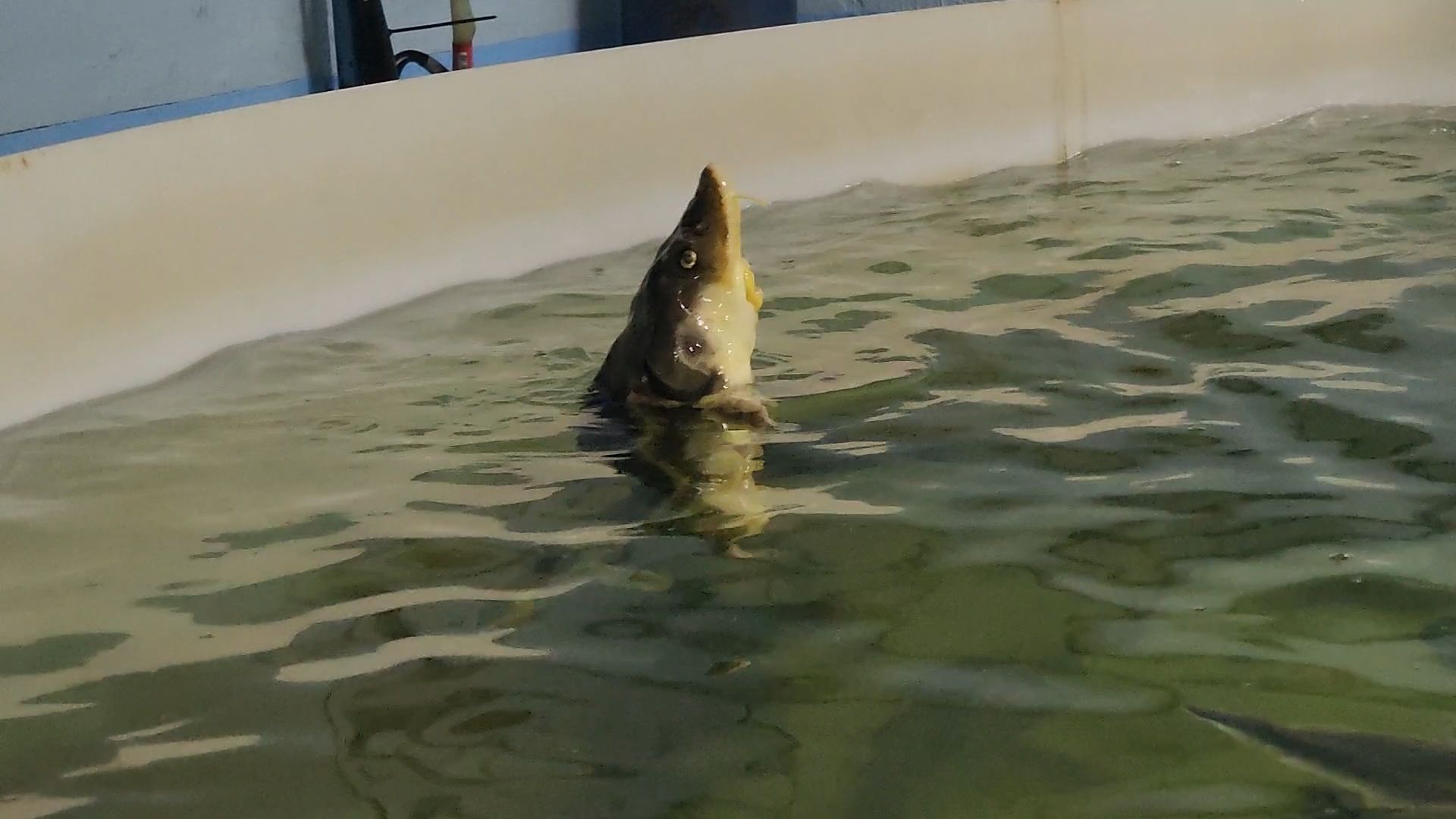 Зарайск, Город на Осетре, Осетровая ферма,осетр,