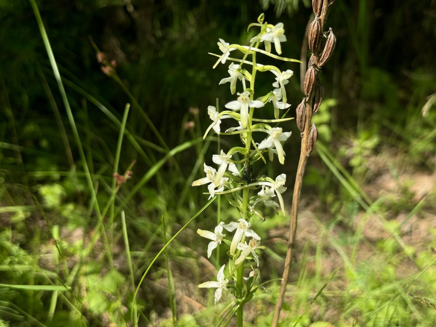 дикая орхидея , любка двулистная , ленинский городской округ, краснокнижное растение ,