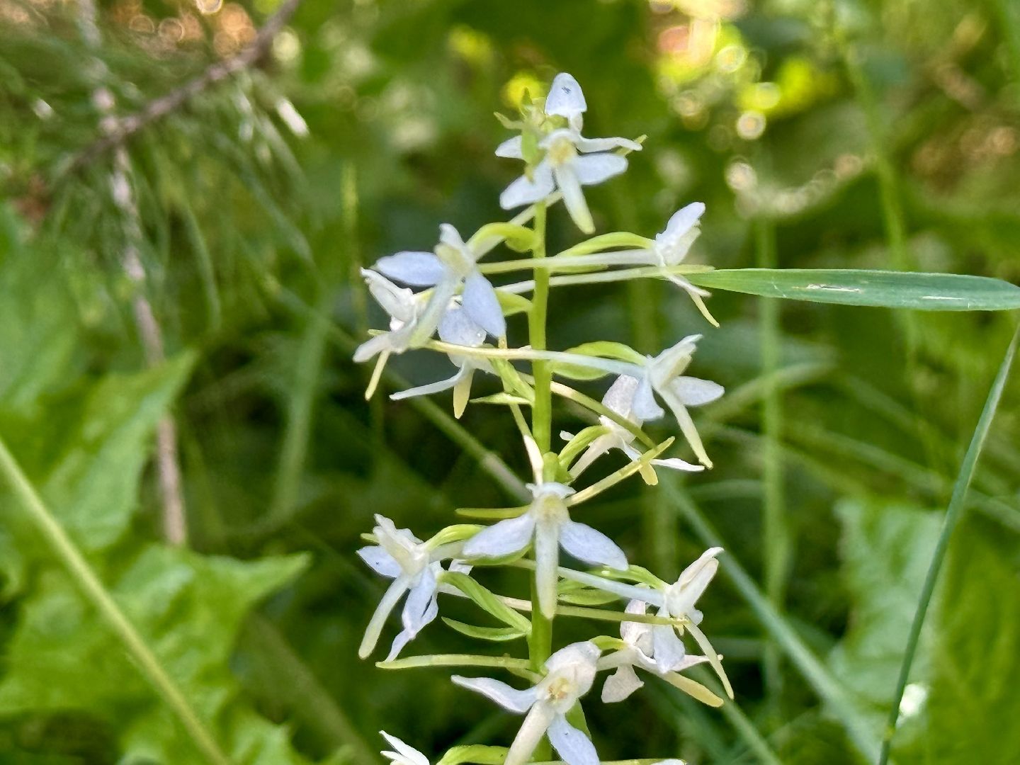 дикая орхидея , любка двулистная , ленинский городской округ, краснокнижное растение ,