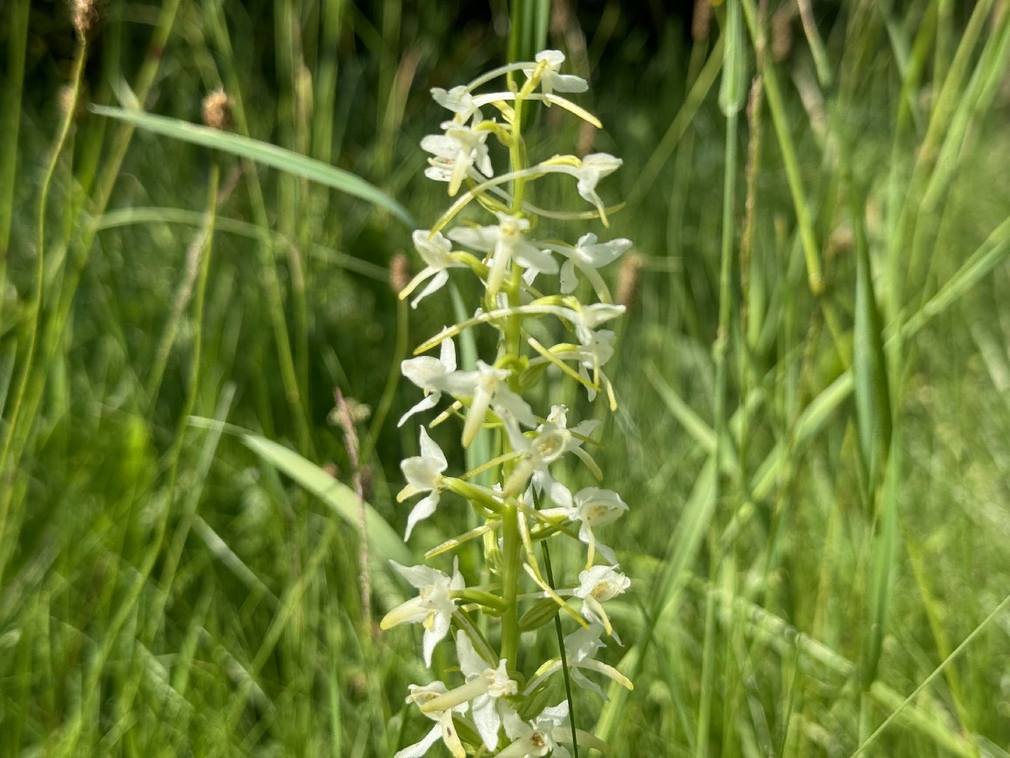 дикая орхидея , любка двулистная , ленинский городской округ, краснокнижное растение ,