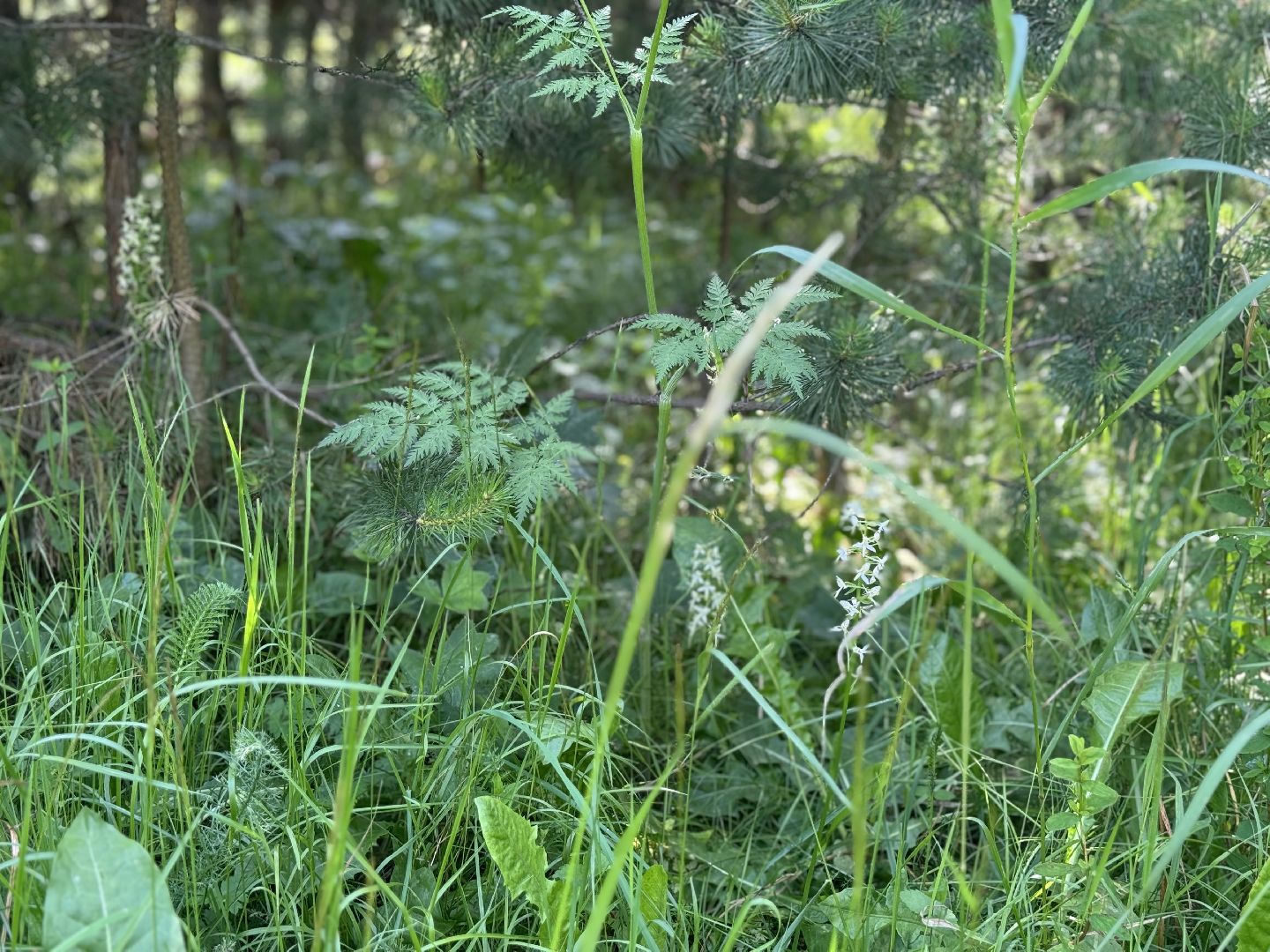 дикая орхидея , любка двулистная , ленинский городской округ, краснокнижное растение ,
