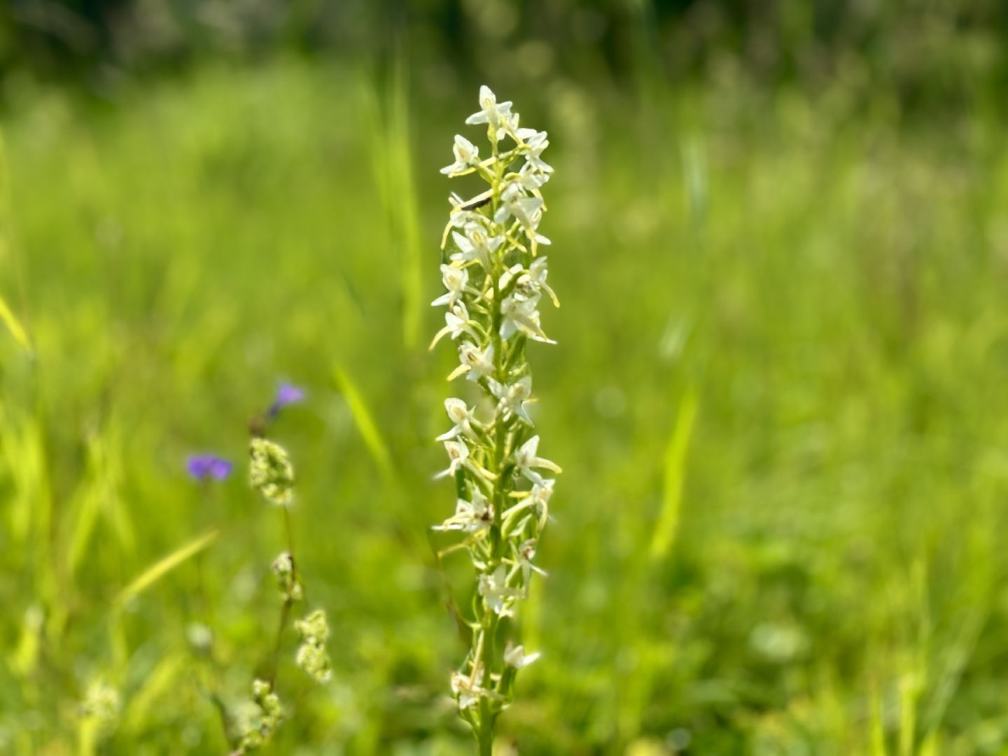 дикая орхидея , любка двулистная , ленинский городской округ, краснокнижное растение ,