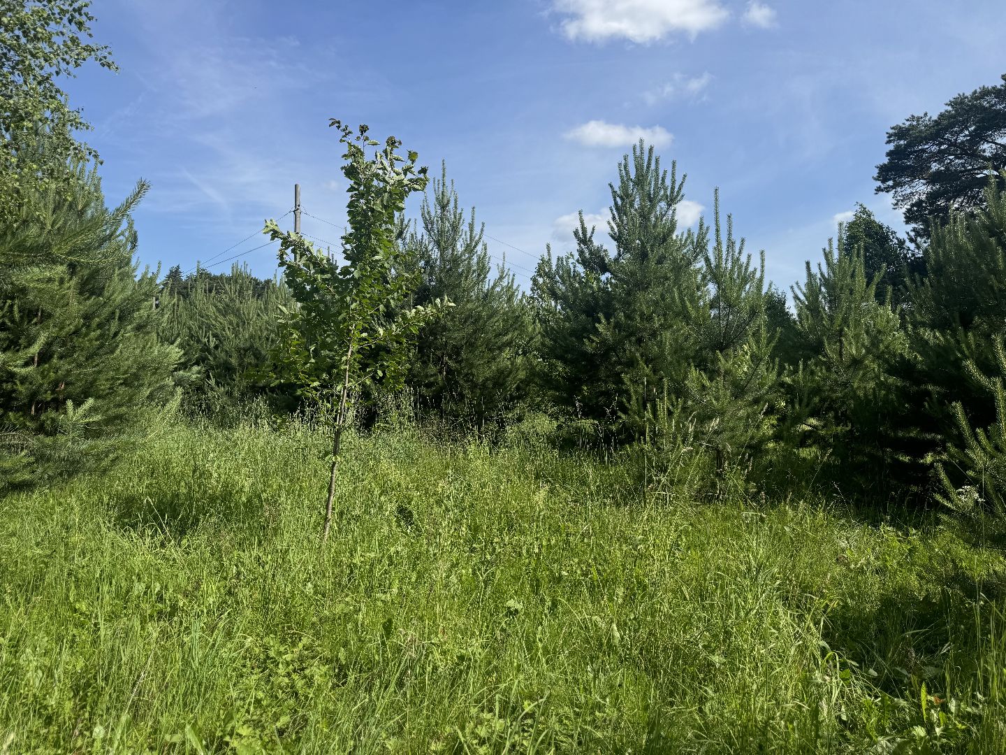 дикая орхидея , любка двулистная , ленинский городской округ, краснокнижное растение ,