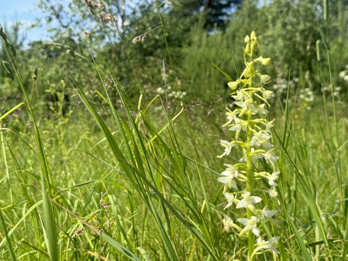 дикая орхидея , любка двулистная , ленинский городской округ, краснокнижное растение ,
