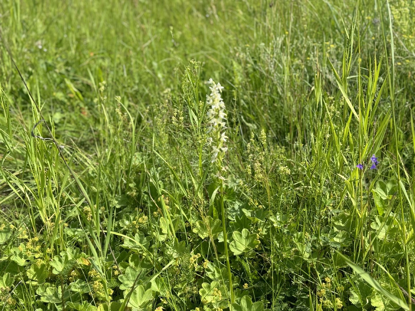 дикая орхидея , любка двулистная , ленинский городской округ, краснокнижное растение ,