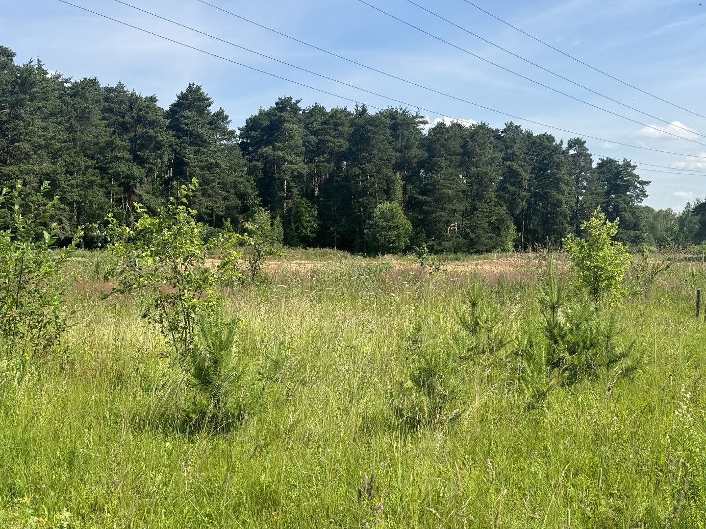 дикая орхидея , любка двулистная , ленинский городской округ, краснокнижное растение ,