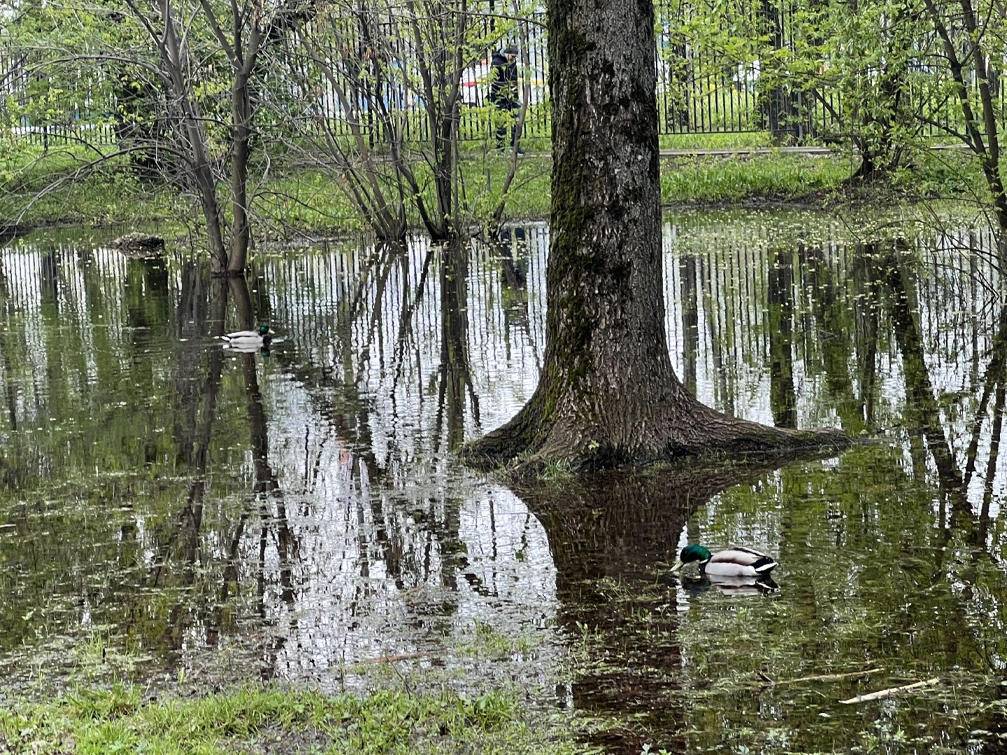 Химки, парк Дубки, утки, природа