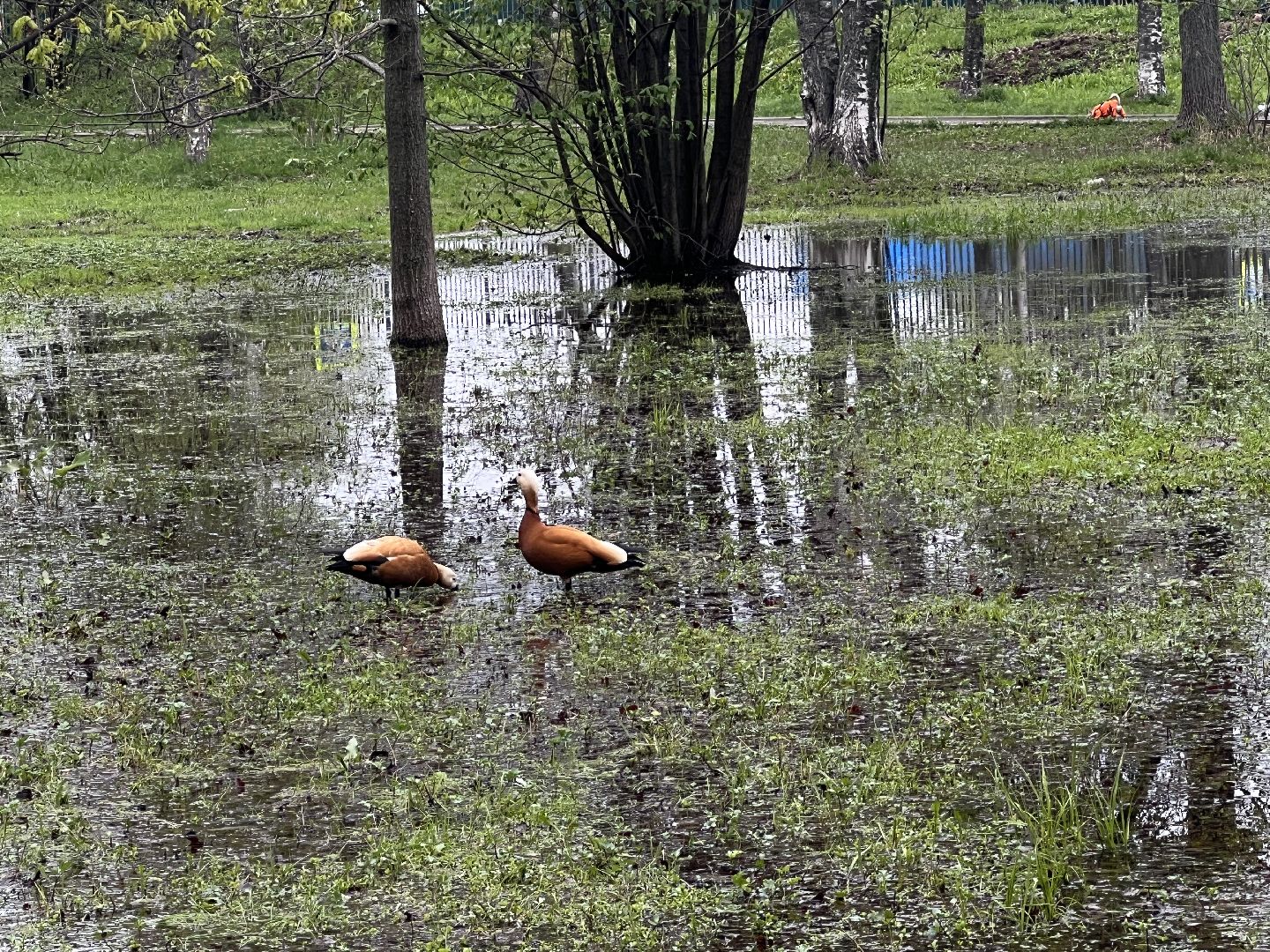 Химки, парк Дубки, утки, природа