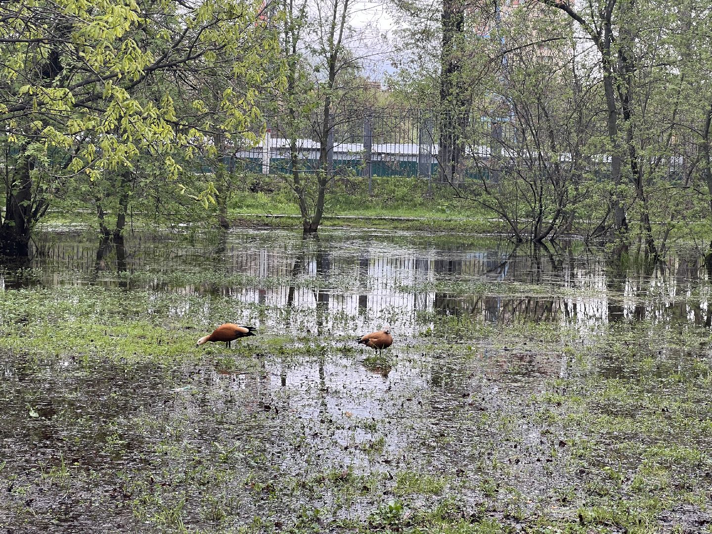 Химки, парк Дубки, утки, природа