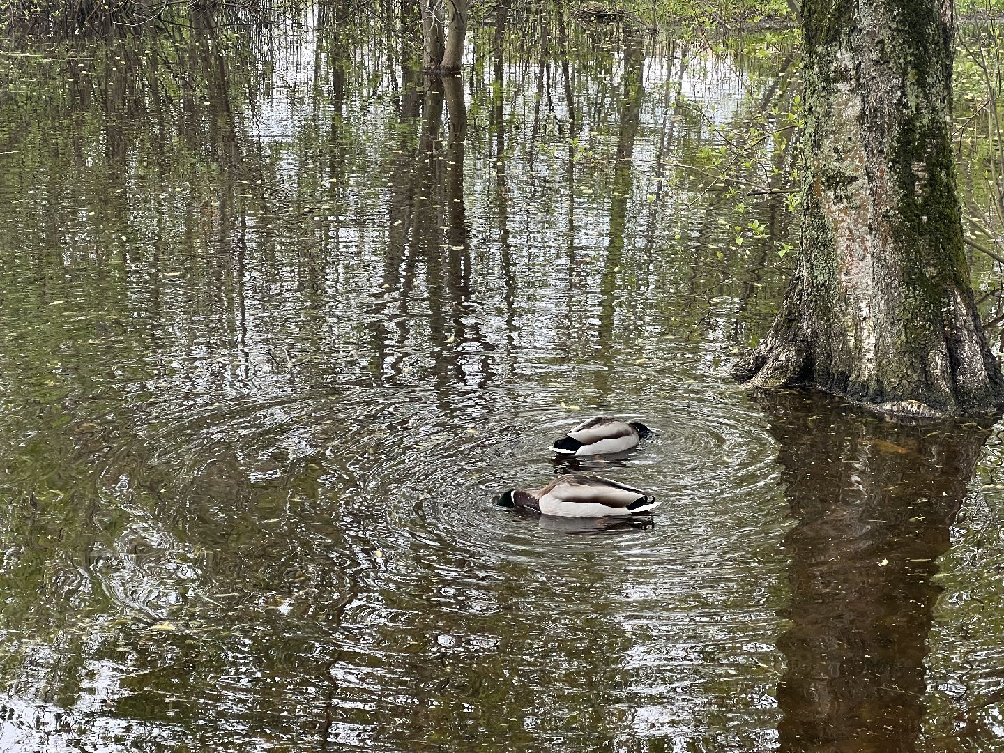 Химки, парк Дубки, утки, природа