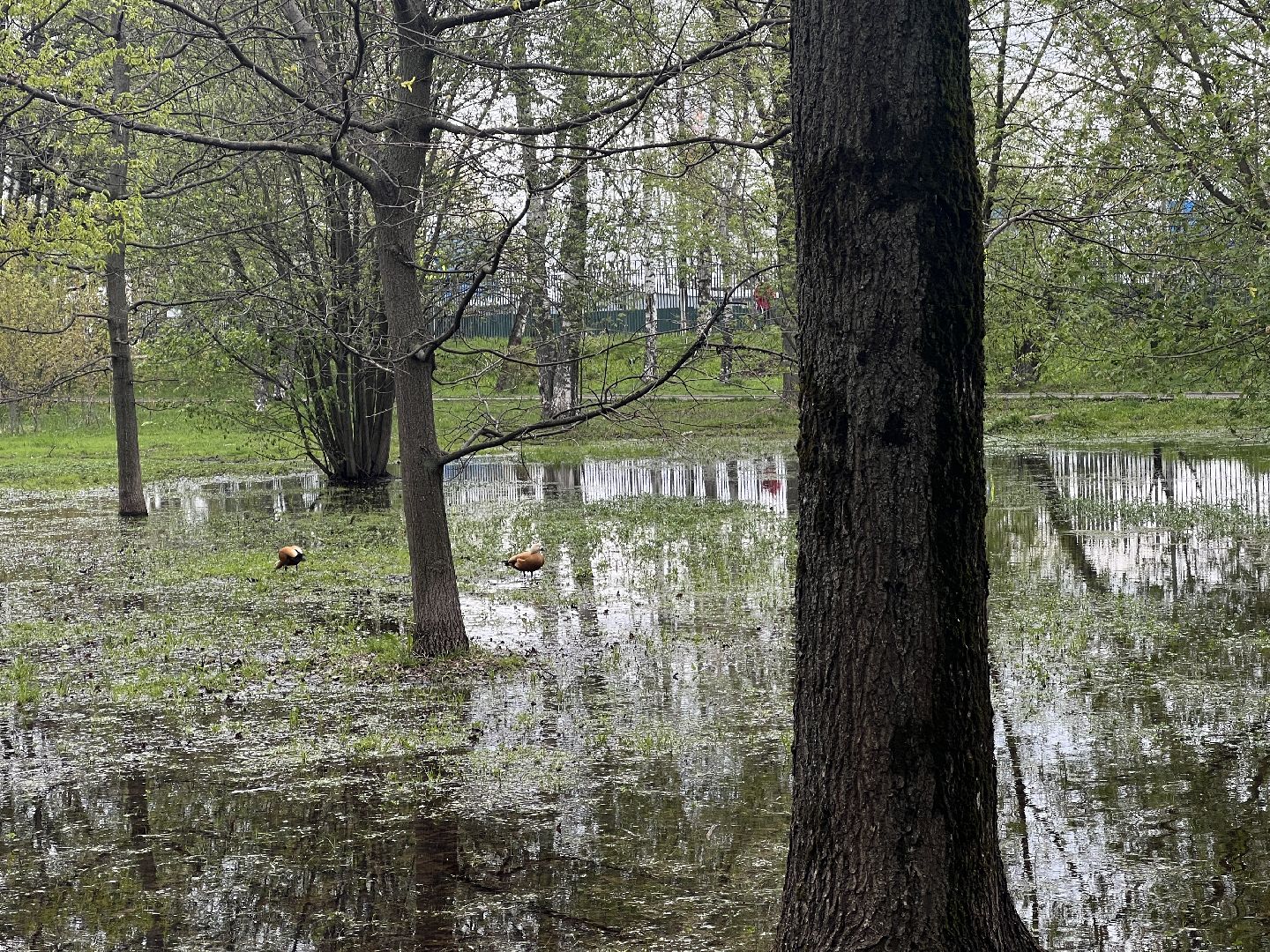 Химки, парк Дубки, утки, природа