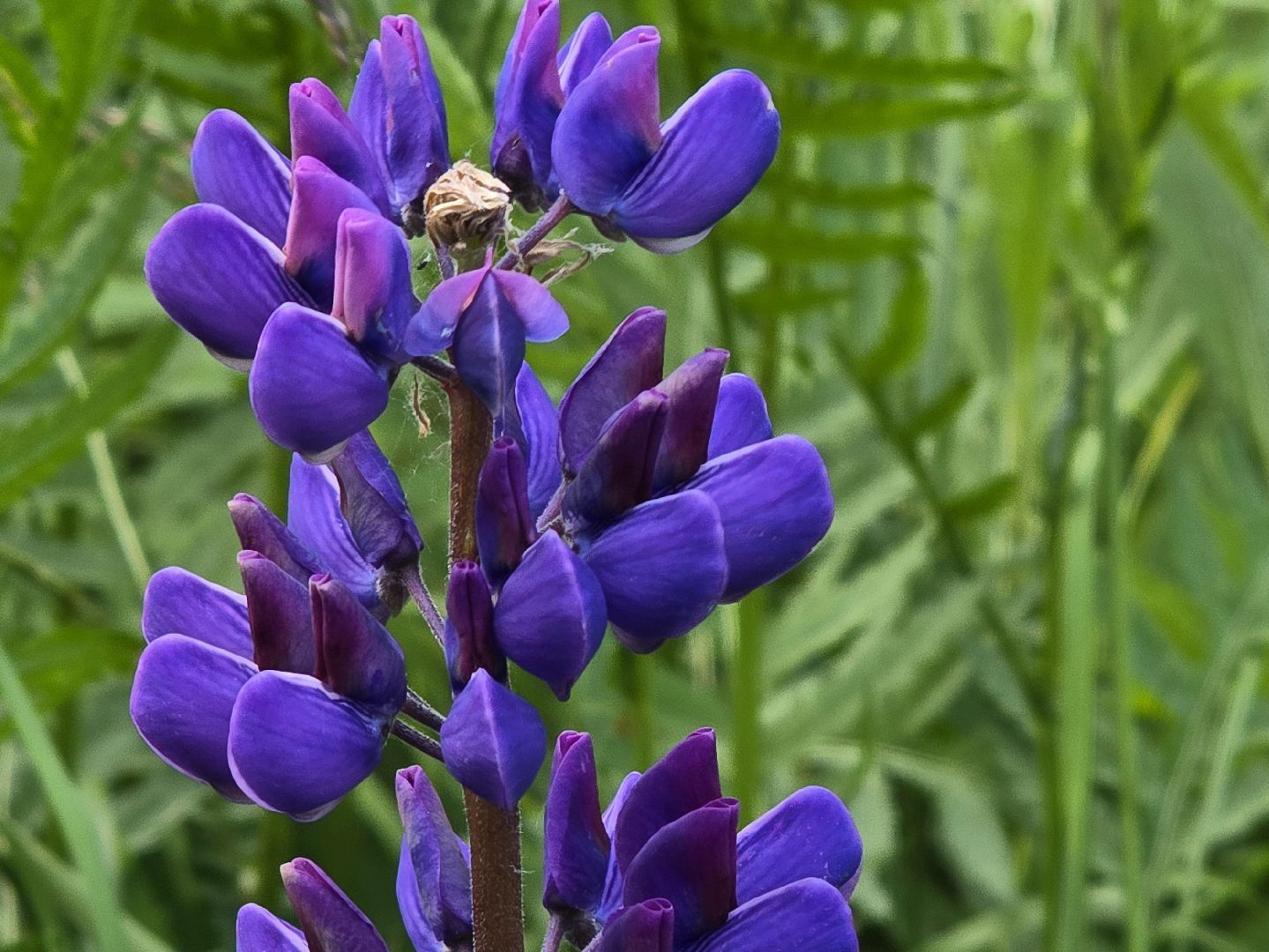 Коломна, цветы, фотосессия, локации для фотографий,