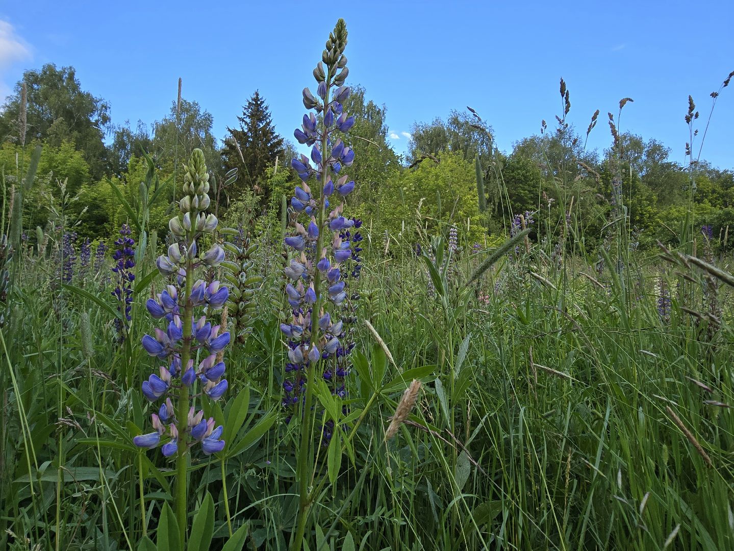 Коломна, цветы, фотосессия, локации для фотографий,