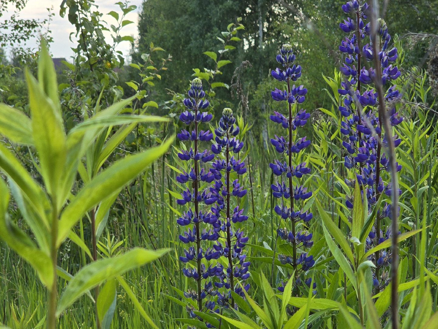 Коломна, цветы, фотосессия, локации для фотографий,