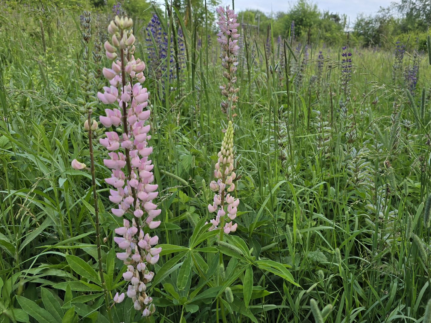 Коломна, цветы, фотосессия, локации для фотографий,