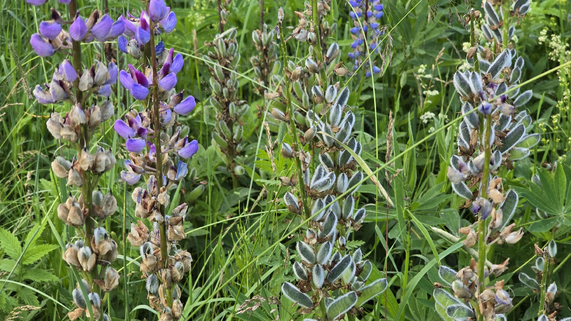 Коломна, цветы, фотосессия, локации для фотографий,