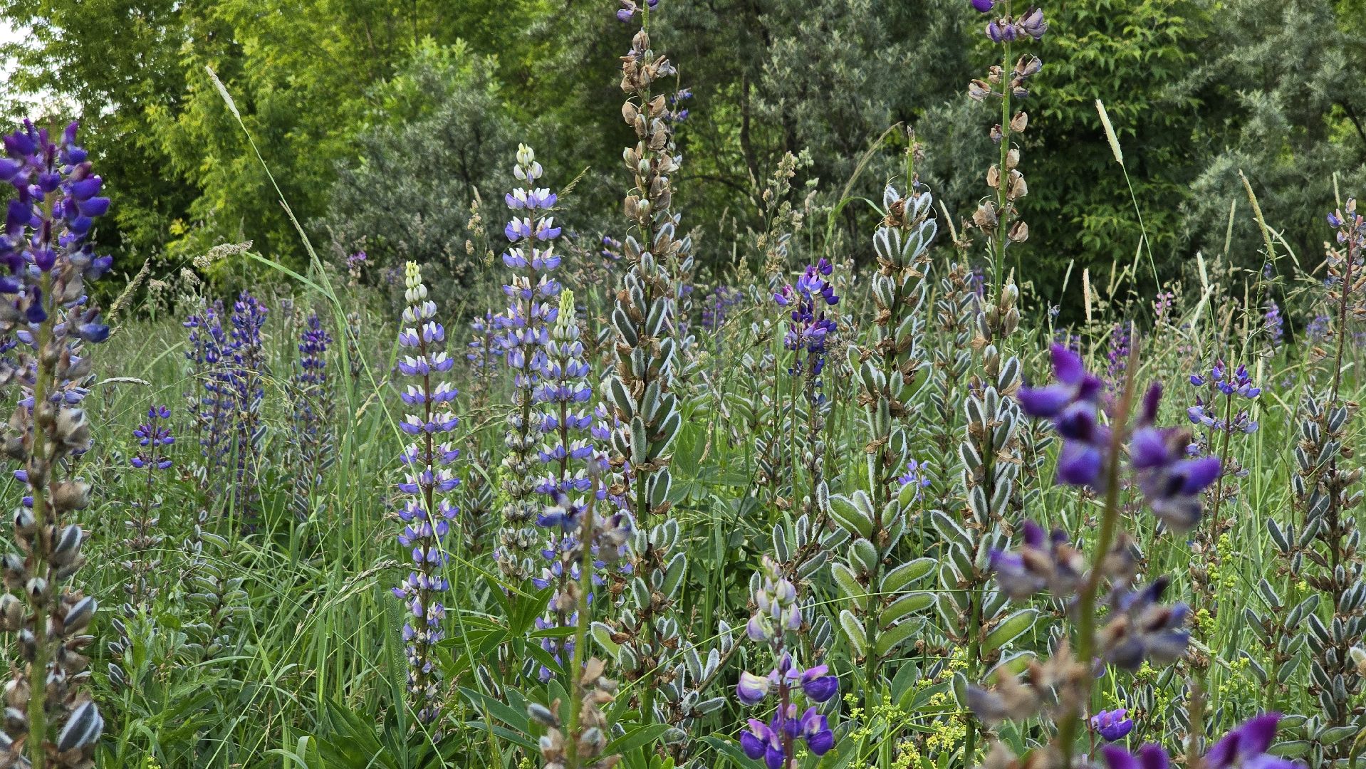 Коломна, цветы, фотосессия, локации для фотографий,