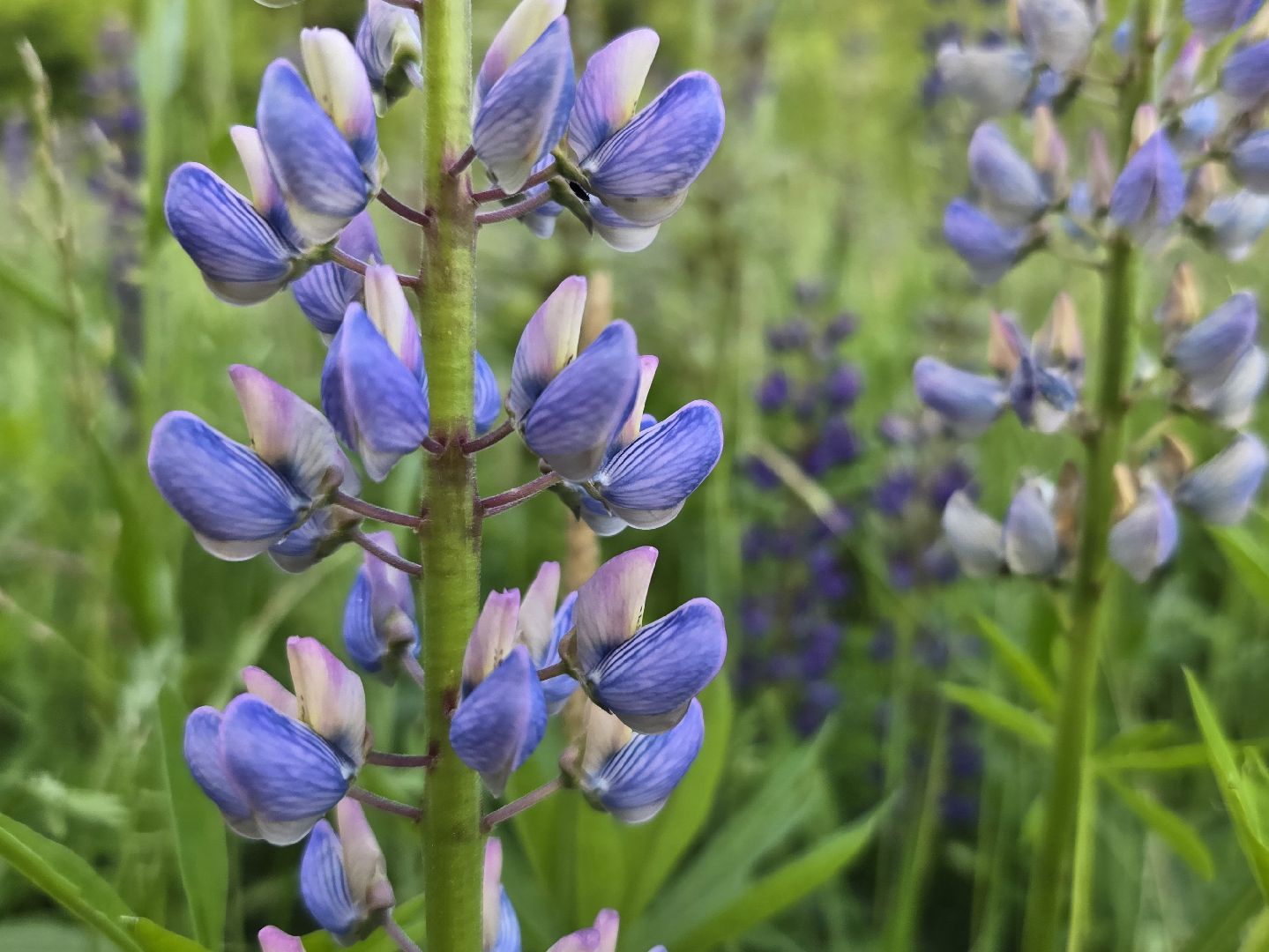 Коломна, цветы, фотосессия, локации для фотографий,