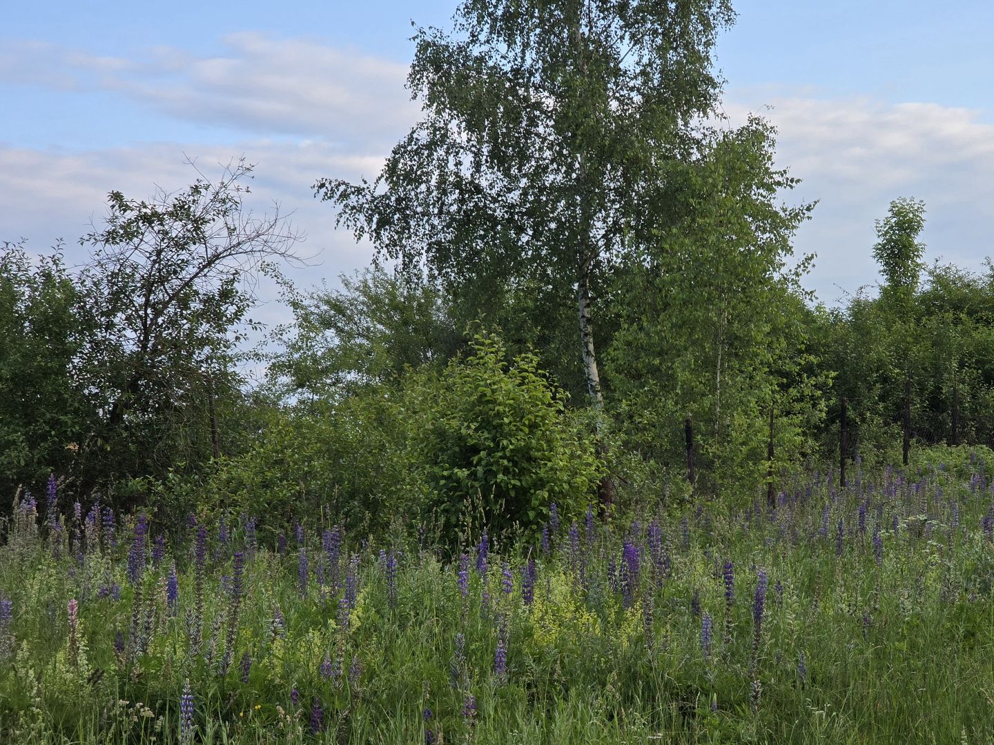 Коломна, цветы, фотосессия, локации для фотографий,