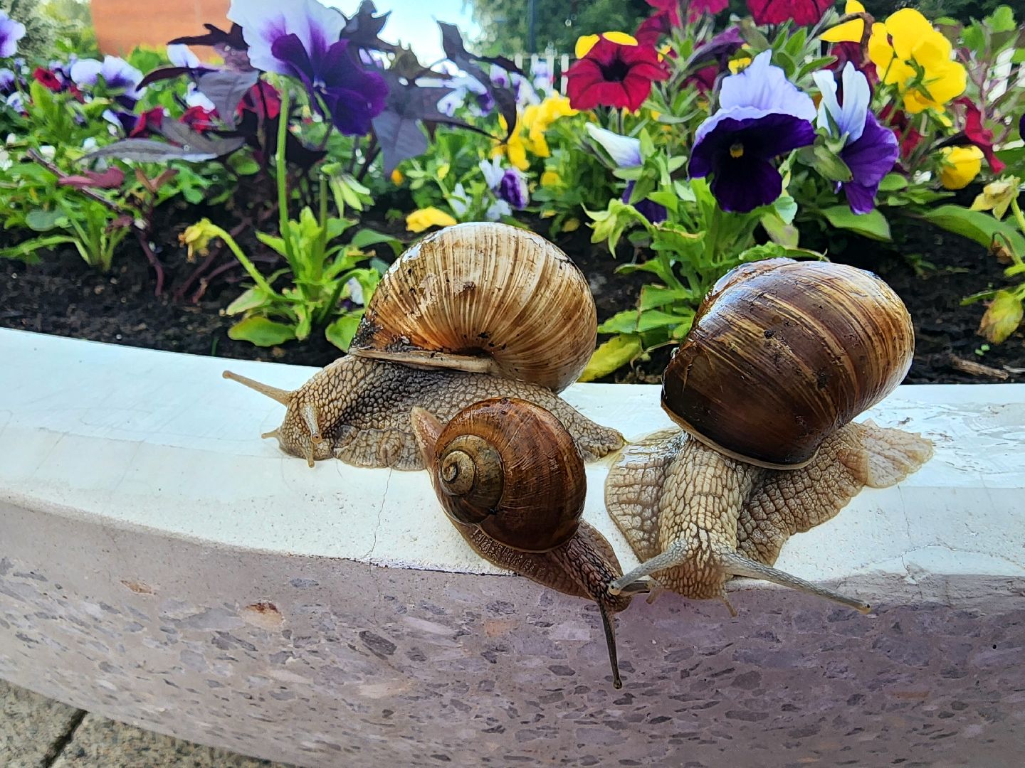 пущино, серпухов, улитки, экология,