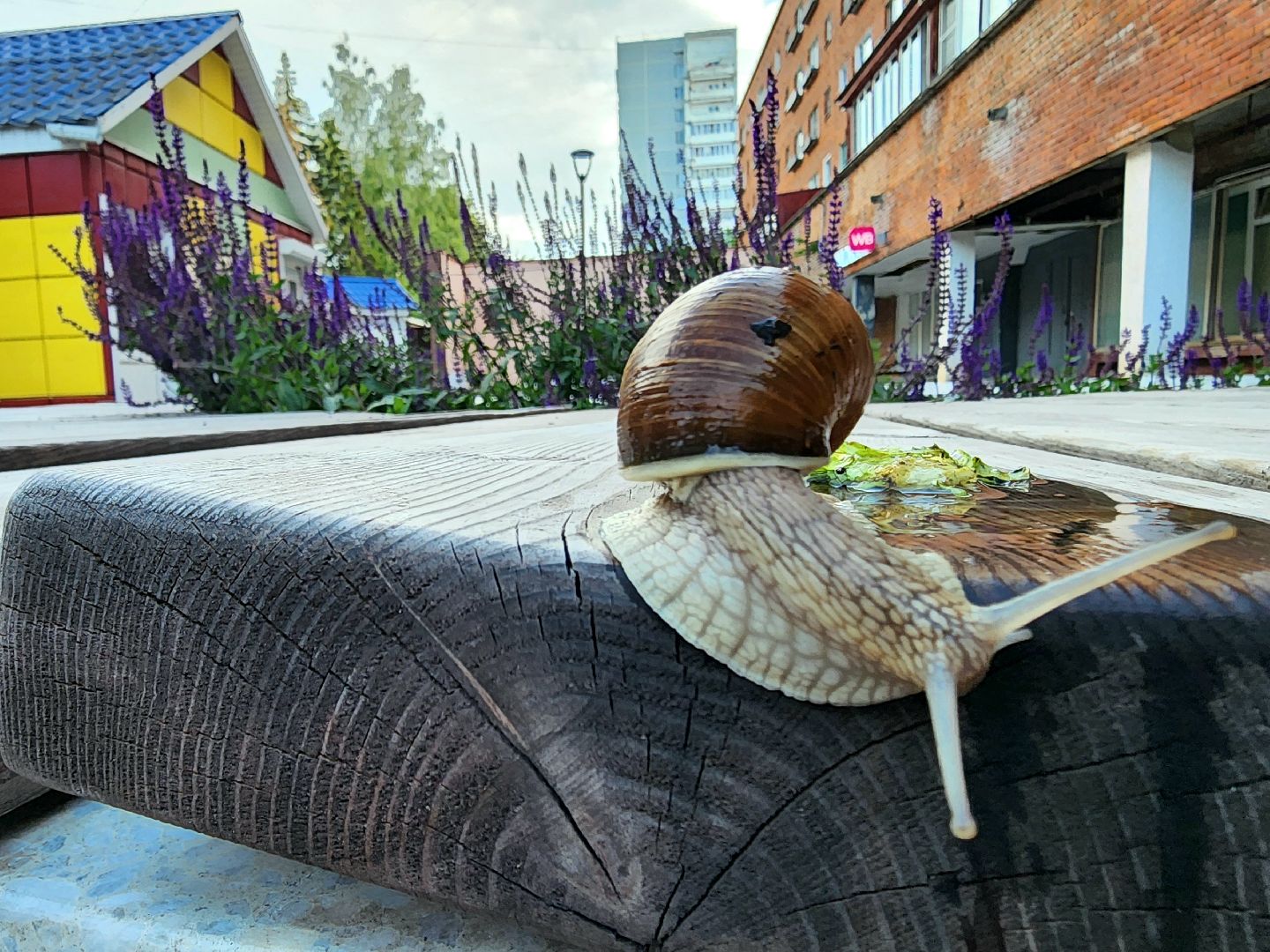 пущино, серпухов, улитки, экология,