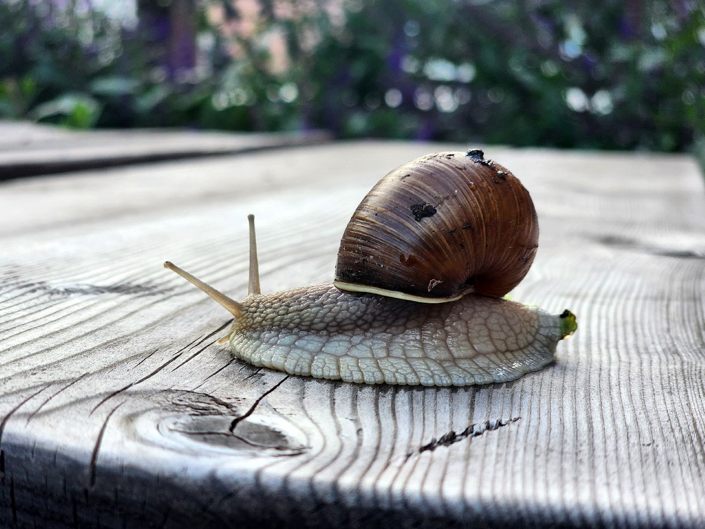 пущино, серпухов, улитки, экология,