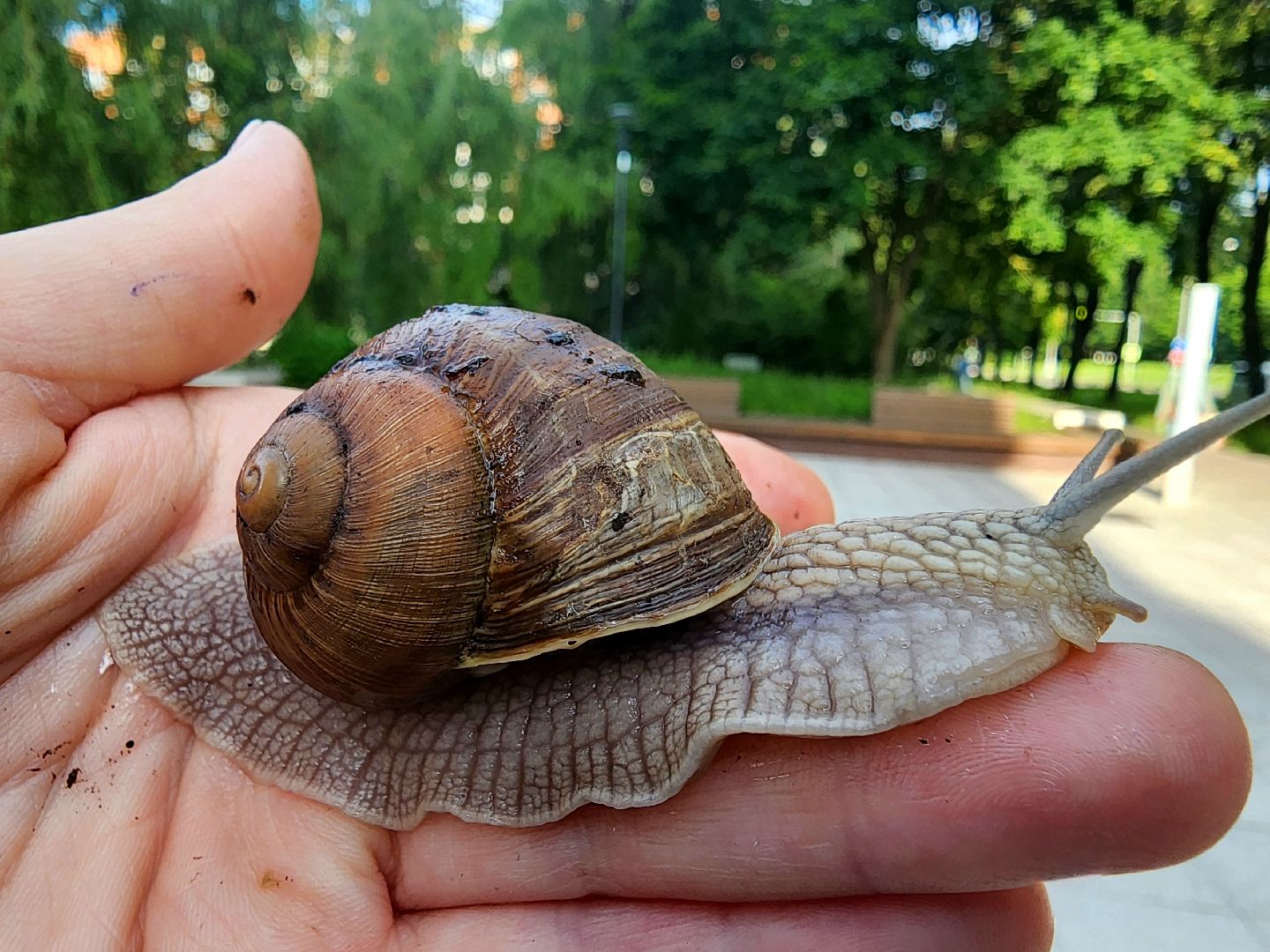 пущино, серпухов, улитки, экология,