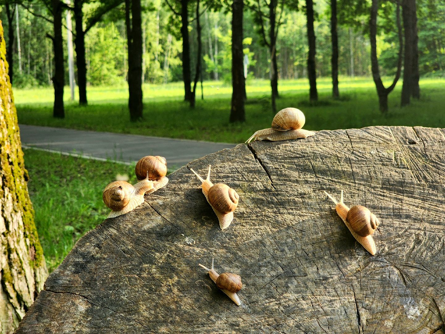 пущино, серпухов, улитки, экология,