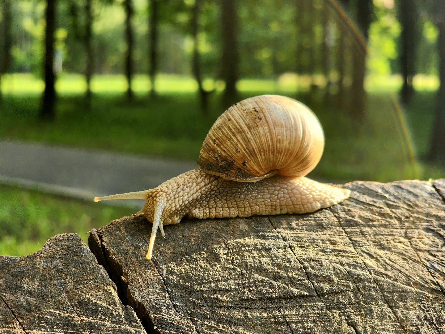 пущино, серпухов, улитки, экология,