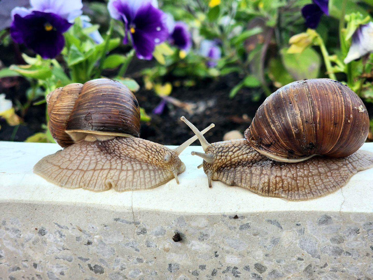 пущино, серпухов, улитки, экология,